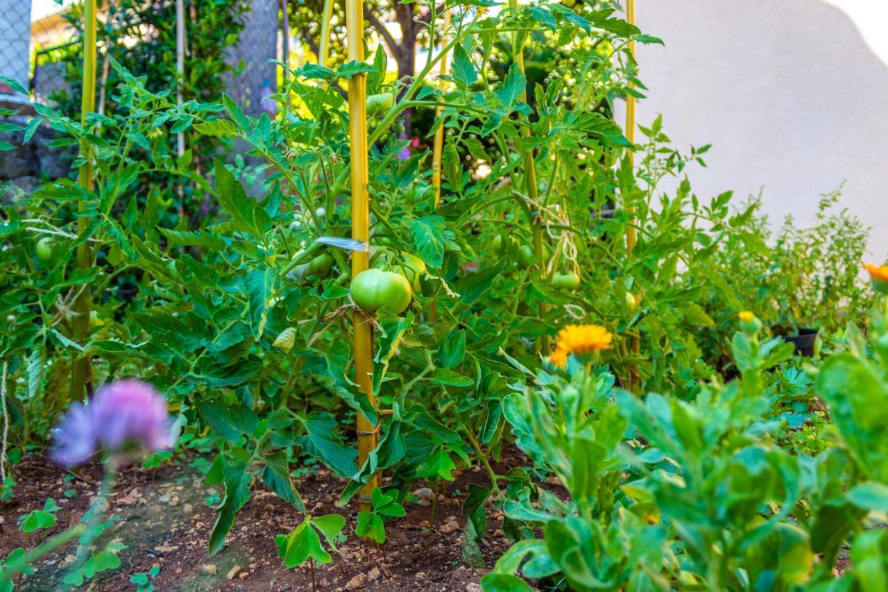 הוילה רייקה Little Garden House מראה חיצוני תמונה